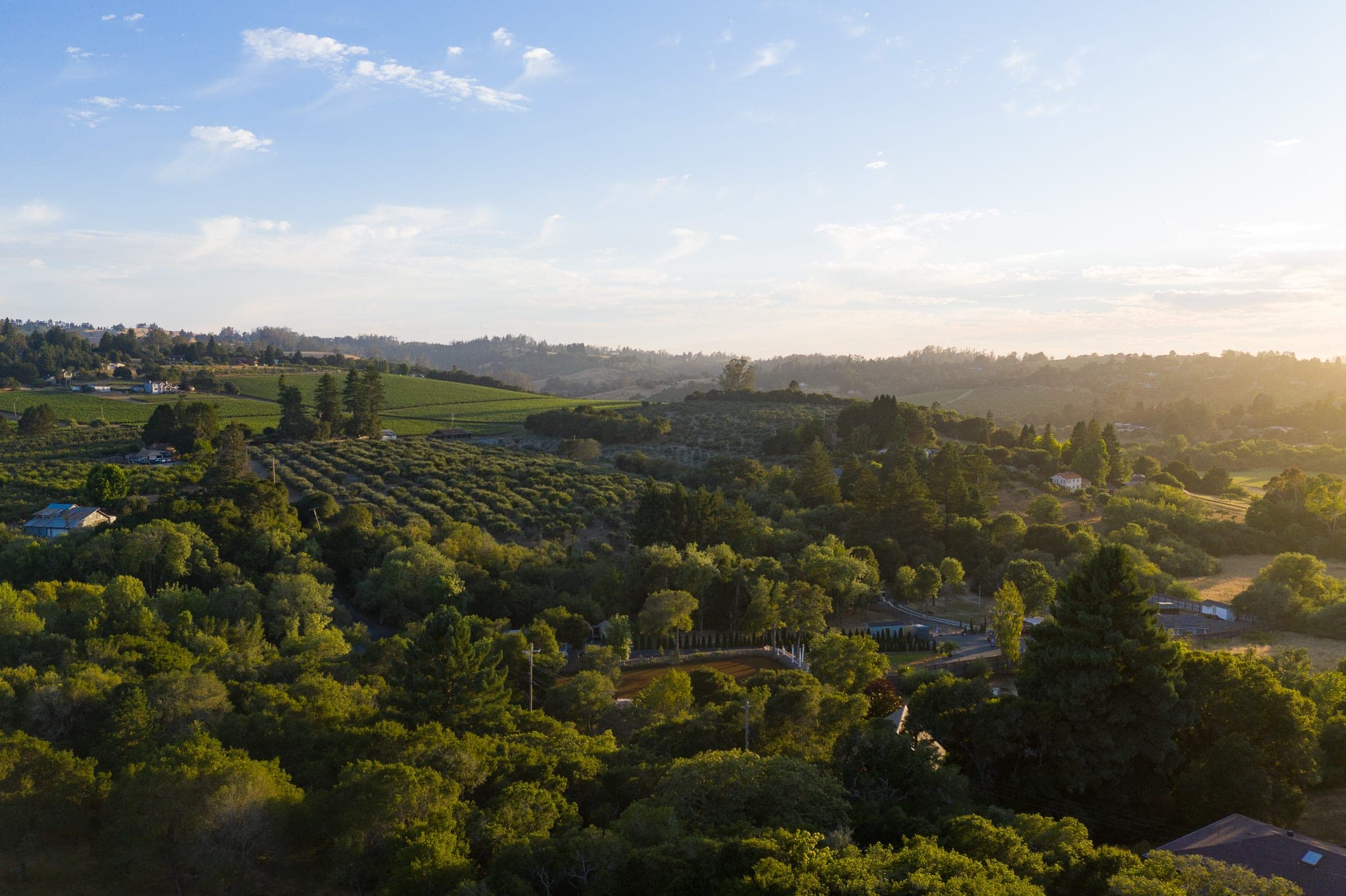Aerial view of vineyards and orchards rolling over wooded hills in hazy golden-hour light