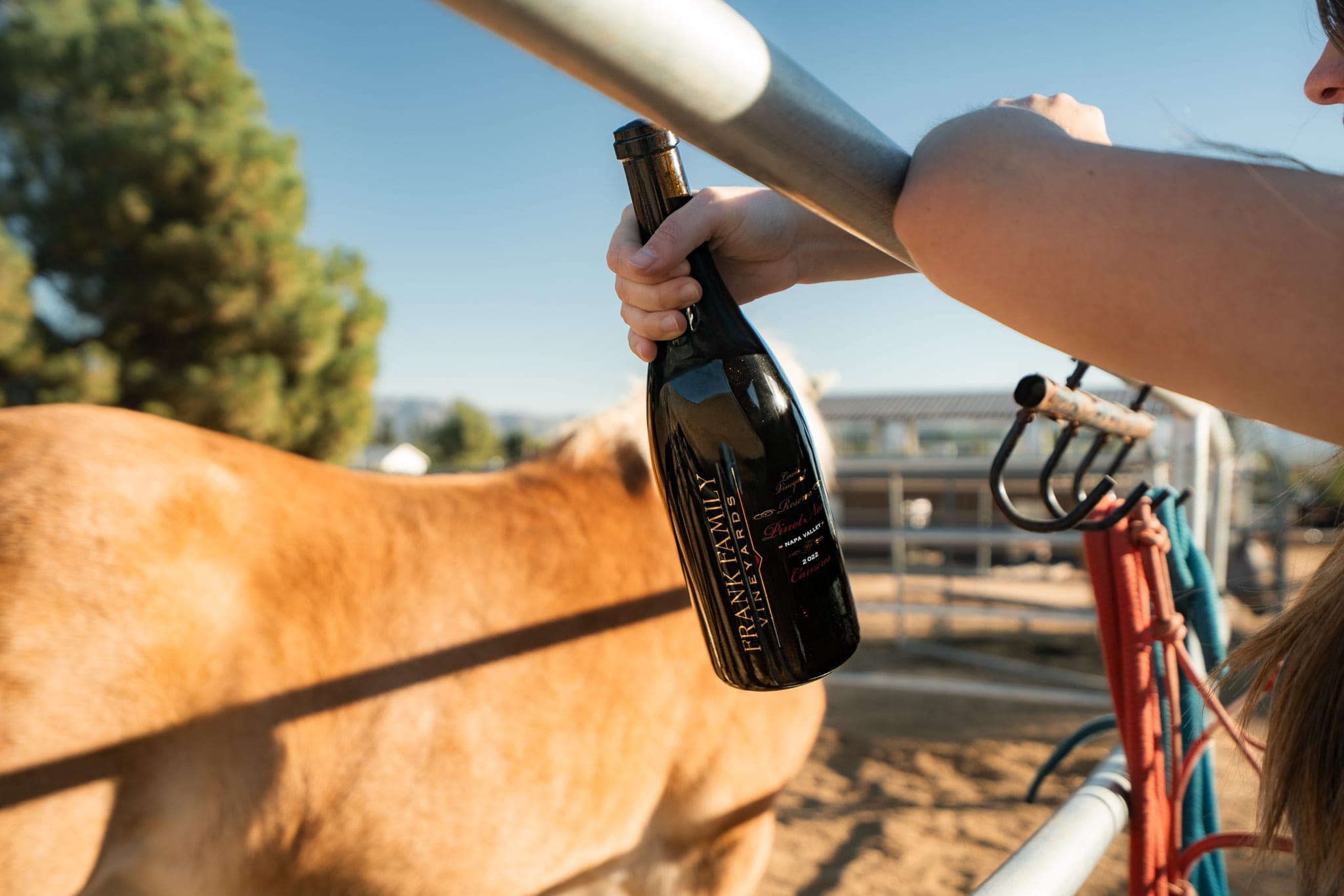 Hand holding a bottle of pinot noir over a corral fence beside a palomino horse