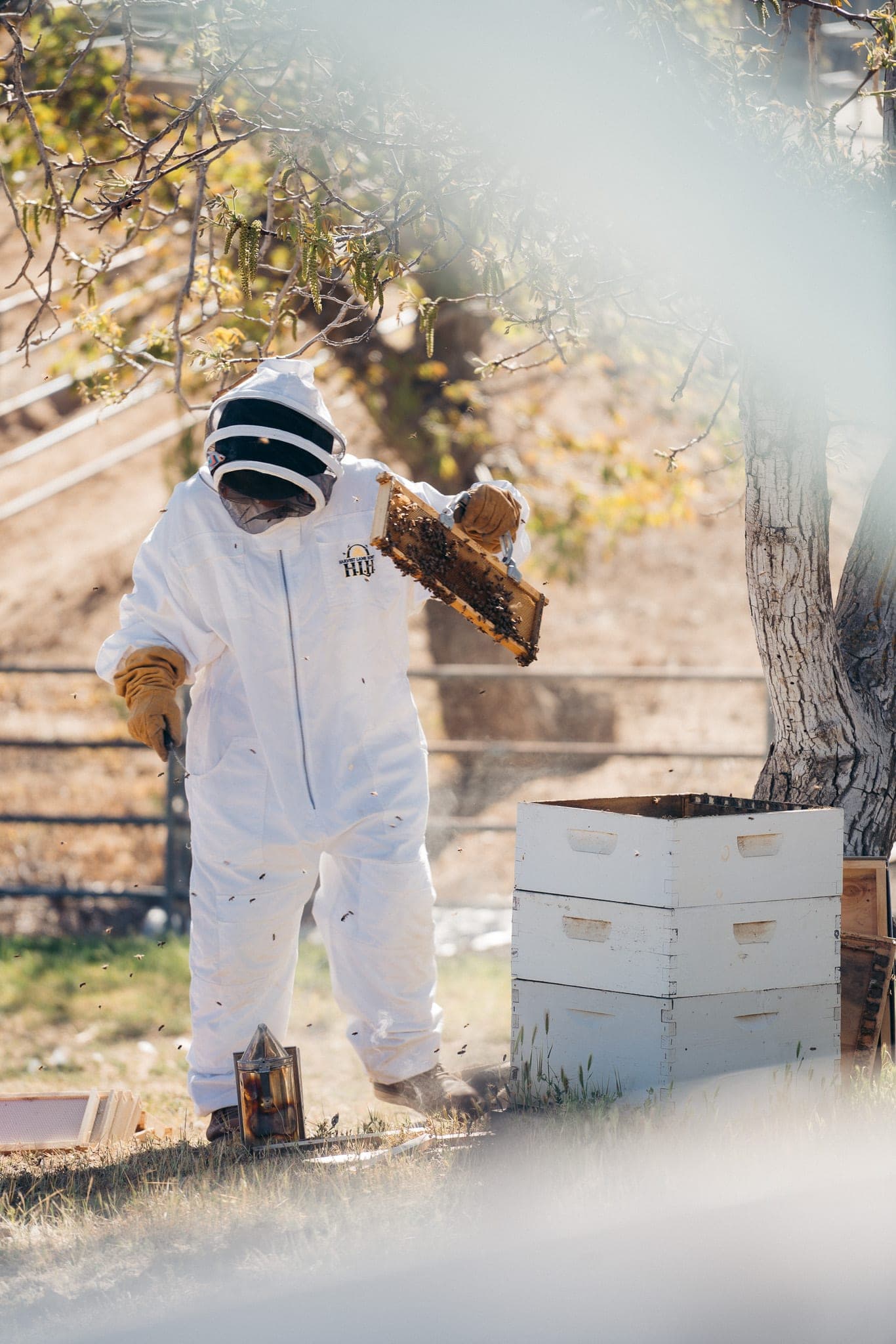 Beekeeper in a white suit lifting a bee-covered frame beside stacked hive boxes under a tree