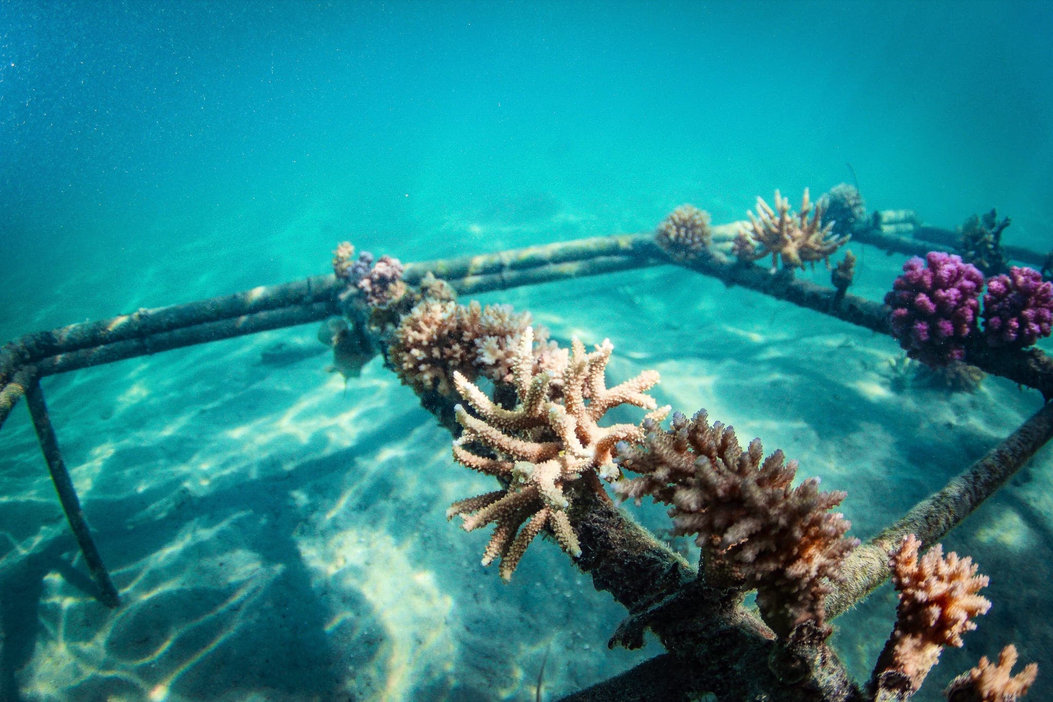 Young corals growing on a submerged nursery frame above rippled sand in turquoise water